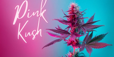 History, Benefits, and Fast Same Day Weed Delivery in Mississauga