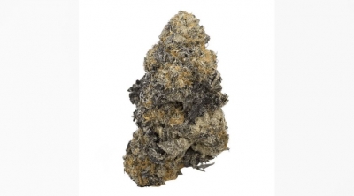 Gas Face - AAAA+