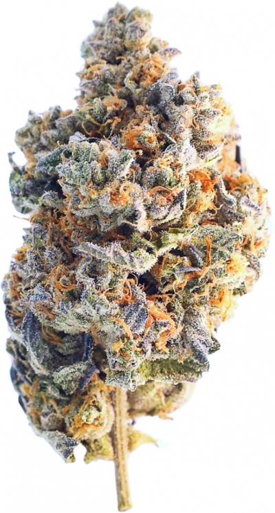 White Rhino