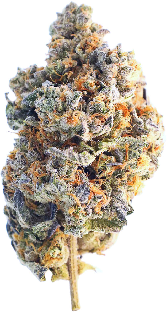 White Rhino